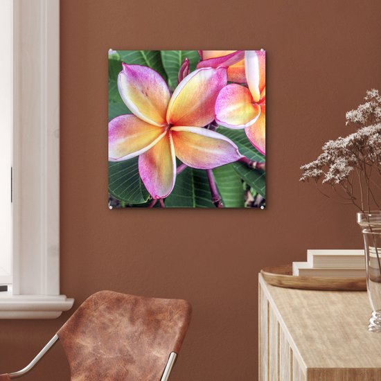 ® Glasschilderij 50x50 cm - Schilderij acrylglas - Kleurrijke Plumeria bloemen in Singapore - Foto op glas - Muurdecoratie woonkamer - Wanddecoratie slaapkamer - Schilderijen
