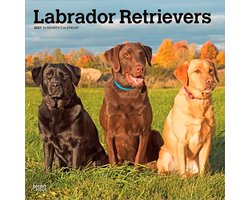 Labrador Retriever Mixed Kalender 2027