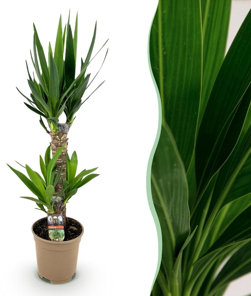 Green boutiQ - Kamerplant - Yucca elephantipes - Yucca - Weinig onderhoud - Groen - 1 - Pot 17cm - Hoogte 75cm