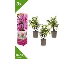 GARDENZO - 3x Azalea japonica (Japanse Azalea) - Paars - in P9 pot