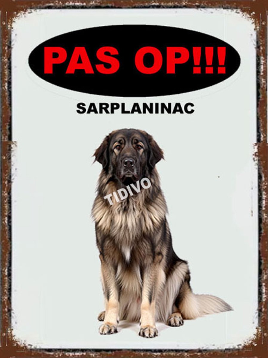 Sarplaninac 17