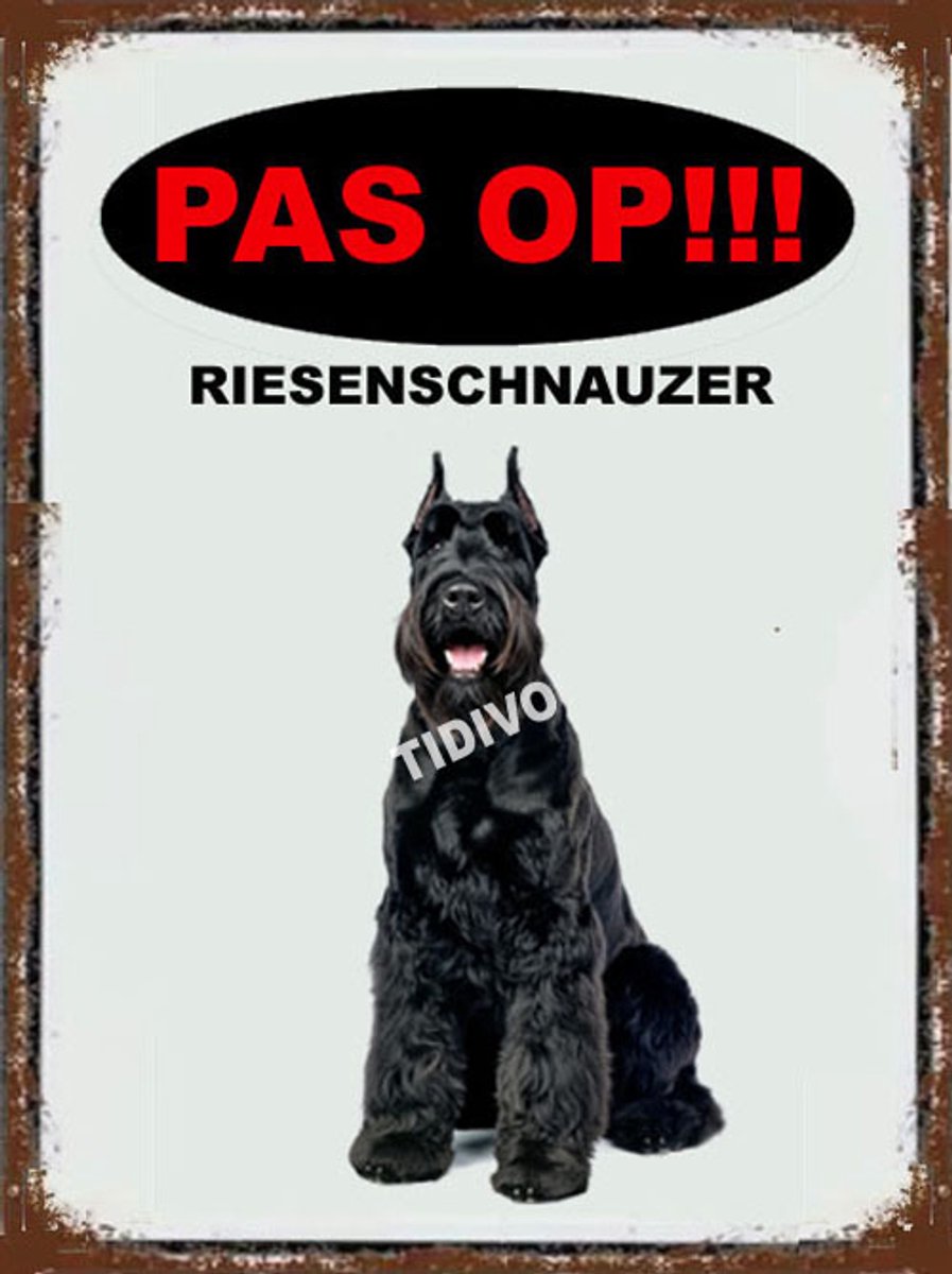 Riesenschnauzer 17