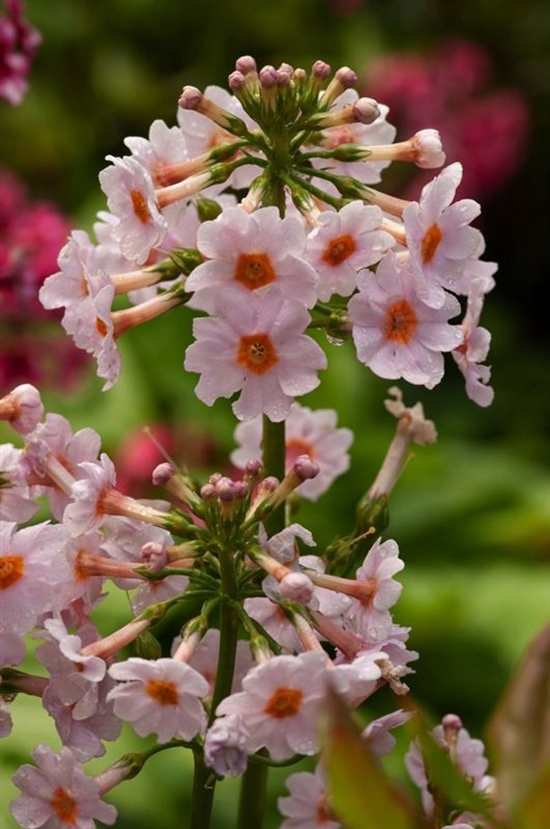 Moerings Primula japonica Appleblossom | Japanse sleutelbloem AppleBlossom | In 9CM pot