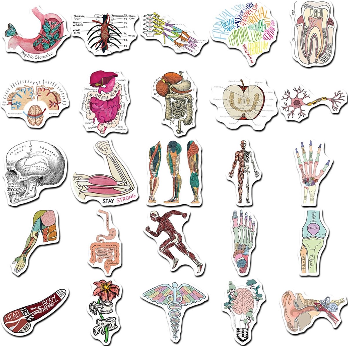 MTTproducts- Laptopstickers 50 Stuks - Anatomie Stickers - Menselijke Organen - Memestickers - Geschikt voor Laptops/Tablets - Hoogwaardig Waterdicht Materiaal