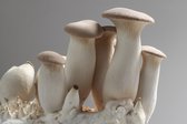100 gram broed voor Eryngii / Koningsoesterzwam - Broed voor kruisdisteloesterzwam