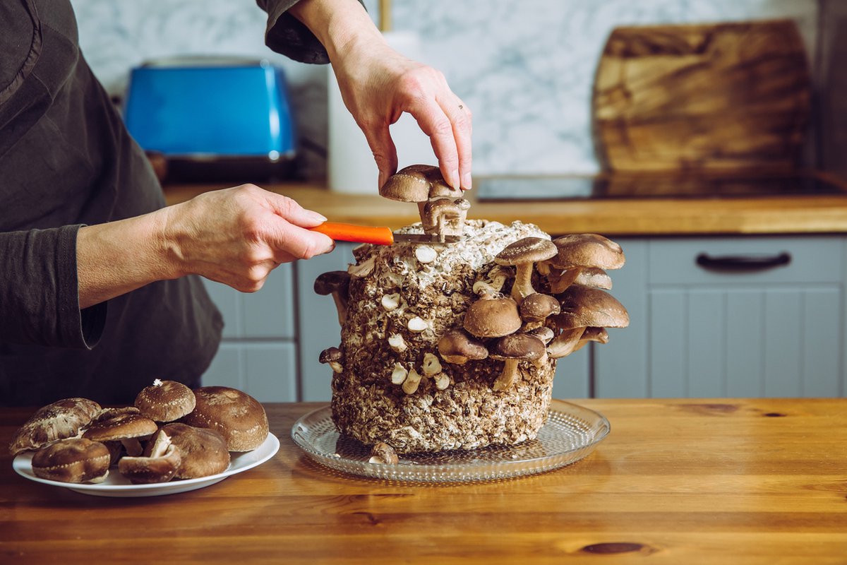 100 gram broed voor Shiitake - Mycelium voor Shiitake - Broed voor het kweken van Lentinula edodes