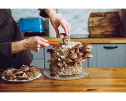 120 gram broed voor Shiitake - Mycelium voor Shiitake - Broed voor het kweken van Lentinula edodes