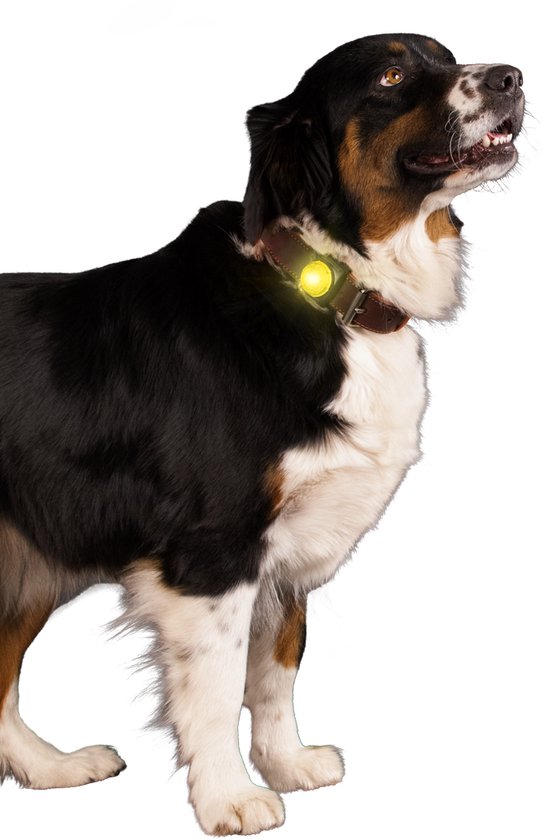 Nightwalk Safety Light - Verlichting hond - Veiligheidslampje voor de halsband - Hondenlampje - 2 Standen - Tot 100 uur - Tot 200 meter zichtbaar - Geel