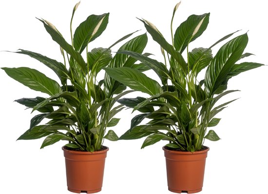 2 Stuks - De Lepelplant of De VredesLelie, Bekend om zijn Witte Bloemen,Spathiphyllum Vivaldi - Ø17cm - 70cm