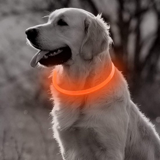 Golden Retriever met oranje oplichtende halsband.