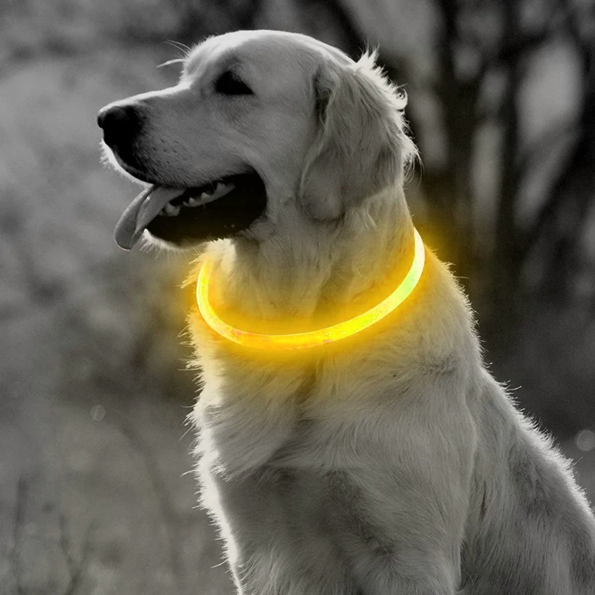 Bol.com Led Halsband Hond - Geel Led Hondenhalsband - 35cm - Small - USB oplaadbaar aanbieding