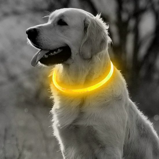 Gouden retriever met een oplichtende gele LED halsband.