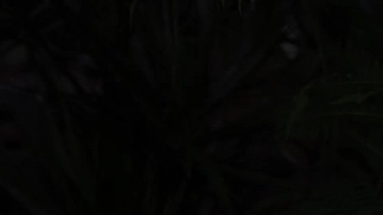 Tangle Relax Therapy