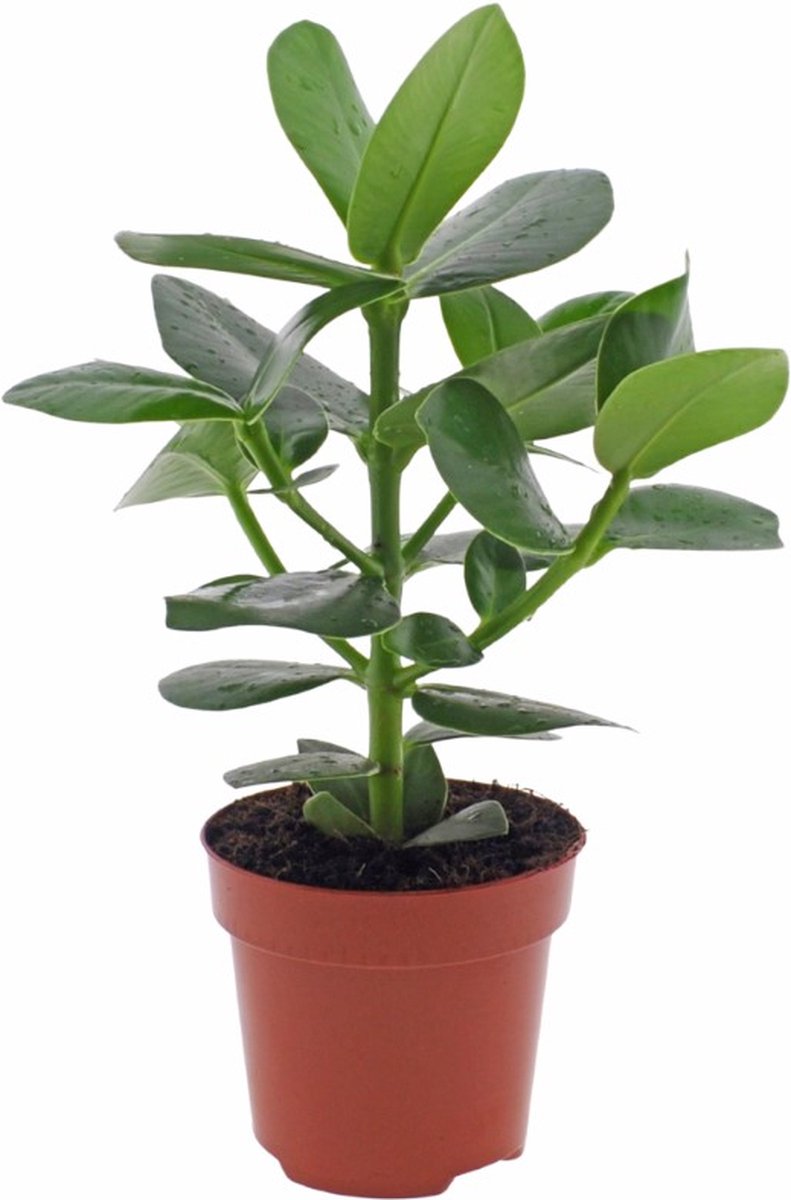 Clusia rosea Princess | 35cm | exclusief keramieken pot