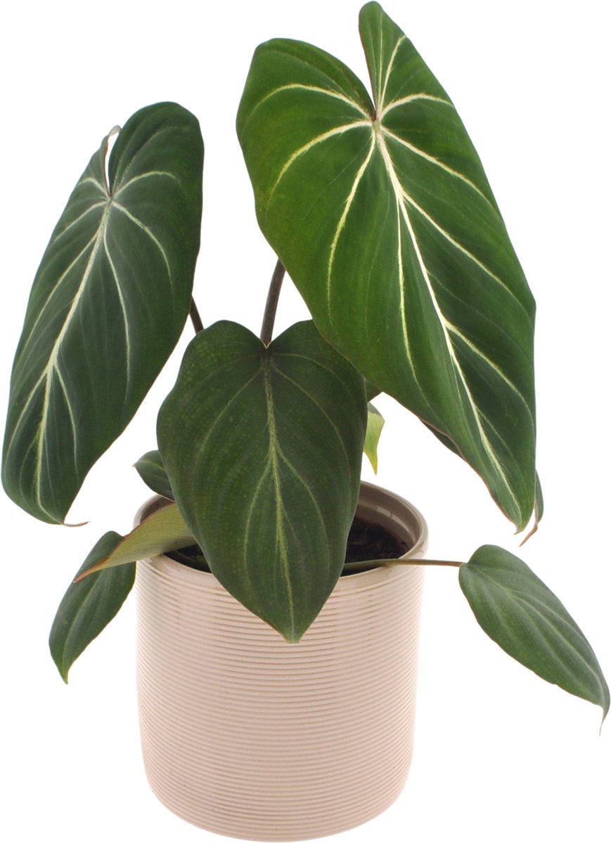 Philodendron Gloriosum | 35cm | incl. Off white keramieken pot