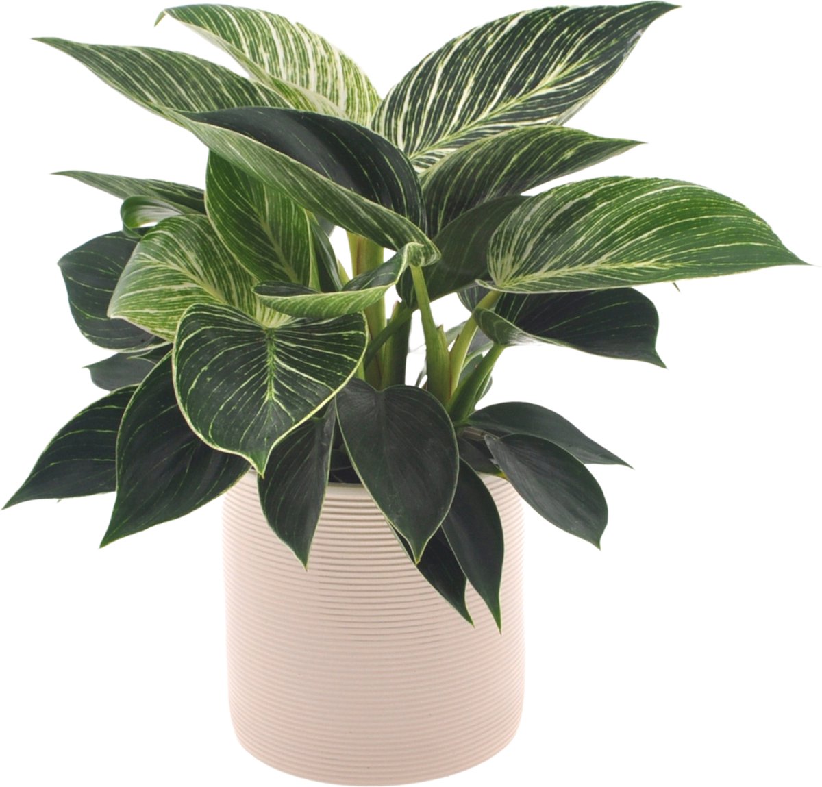 Philodendron White Wave | 30cm | incl. Off white keramieken pot