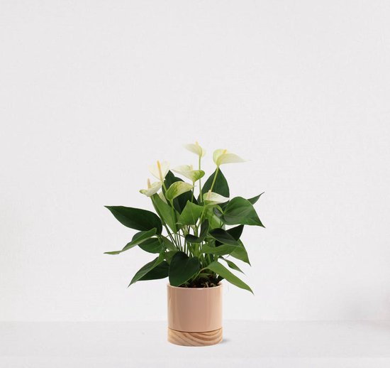 Anthurium Wit in sierpot Emma Wood taupe – bloeiende kamerplant – flamingoplant – 40-50cm - Ø13 – geleverd met plantenpot – vers uit de kwekerij