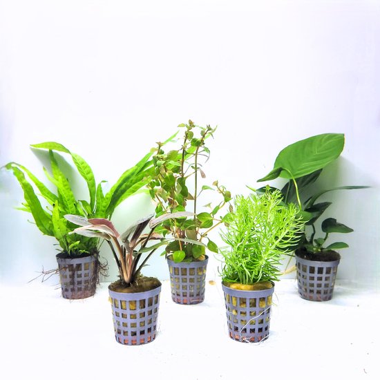 Planten