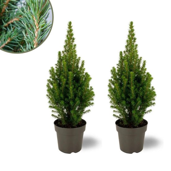 Trendyplants - Kerstboom - 2 stuks - Picea glauca Perfecta - Winterhard - Hoogte 30-50 cm - Potmaat Ø15 cm