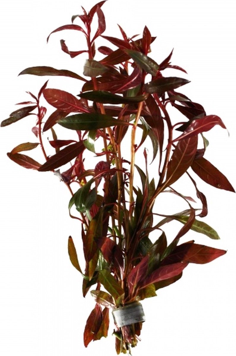 Aquaflora Ludwigia Perennis | Waterprimula | in 5 cm pot