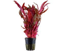 Aquaflora Alternanthera Reineckii Pink | Papegaaienblad | in 5 cm pot