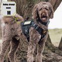 Bruine poedel met zwart hondentuigje met 'SERVICE DOG DO NOT PET' patch. Bailey draagt maat M.