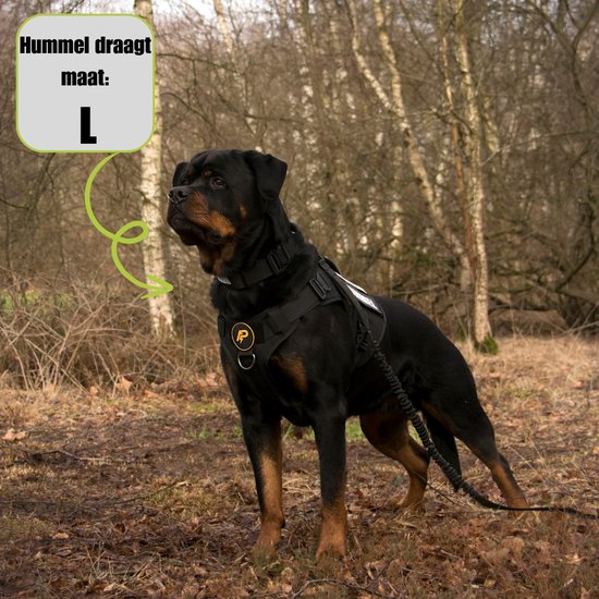 Rottweiler met zwart hondentuigje en riem in bosrijke omgeving. Hummel draagt maat L.