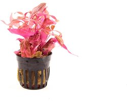 Alternanthera Cardinalis Rosanervig 6 stuks - Aquariumplant - Aqua Producten - Moerings