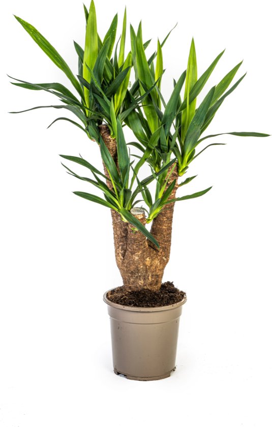 Plantenboetiek.nl | Yucca Elephantipes - Ø21cm - 60-70cm hoog - Kamerplant - Groenblijvend