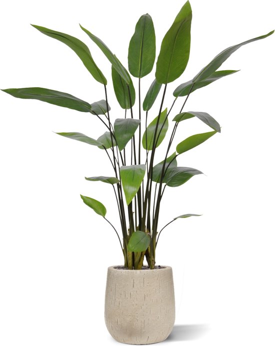 Plante artificielle Water Canna 120 cm