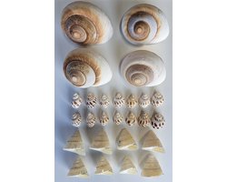 Aquabetta 26x Schelpen en Slakkenhuizen | huisje heremietkreeft | Schuilhol en Broedhol voor Slakkenhuis cichliden | Aquarium Decoratie