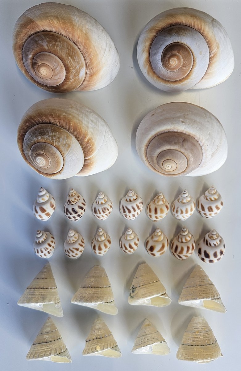Aquabetta 26x Schelpen en Slakkenhuizen | huisje heremietkreeft | Schuilhol en Broedhol voor Slakkenhuis cichliden | Aquarium Decoratie