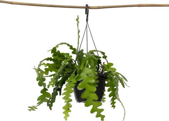 Epiphyllum – Anguliger – Zaagcactus – Hoogte 30-40cm