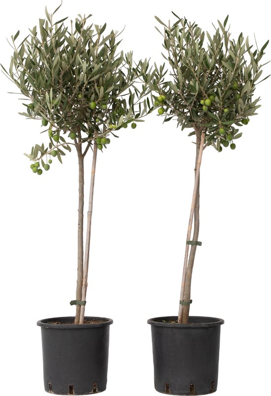 Olijfboom binnen houden als kamerplant: zo doe je dat succesvol 7 Plant in a Box - Set van 2 olijfbomen voor binnen - Hoogte 80-90cm