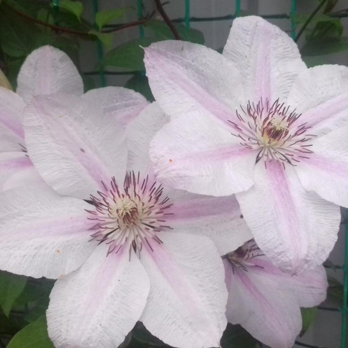 Clematis John Paul II - Jan Pawell II - Paus Johannes Paulus II | Roze - Meerjarig - Winterharde Tuinplanten - Klimplant | 1.5 liter pot