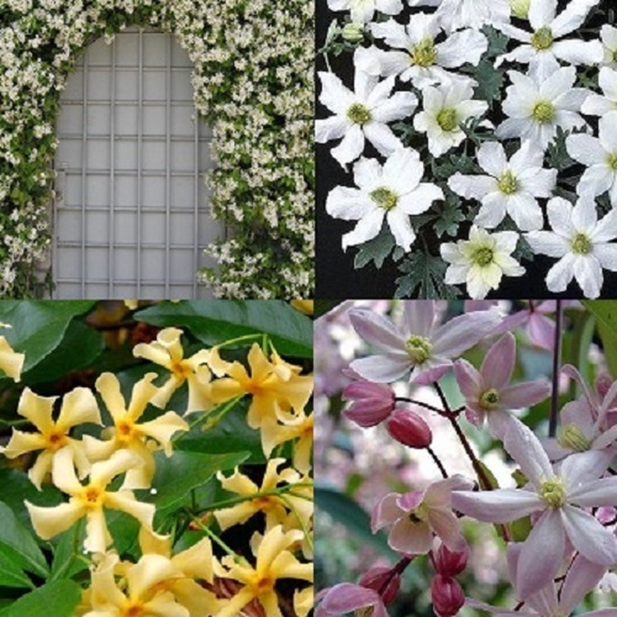 4 x Groenblijvende Clematis Klimplanten Mix: 4 halen, 3 betalen! - Wit, Geel en Roze - Bloei van Maart tot Augustus - Clematis Early Sensation en Apple Blossom + Toscaanse Jasmijn wit en geel | Winterharde tuinplanten | 4 x 1,5 liter pot