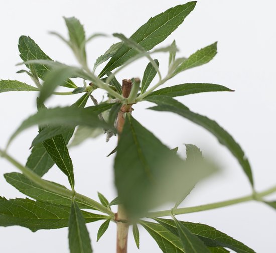 Gedetailleerde close-up van groene bladeren van een plant, met zichtbare nerven en een witte achtergrond.