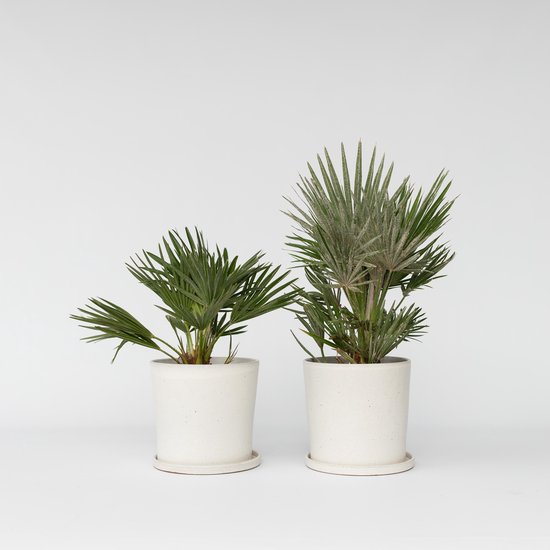 Plant In A Box - Chamaerops 'vulcano' Dwergpalm X1 - Hoogte 35-45cm Plant In A Box - Chamaerops 'vulcano' Dwergpalm X1 - Hoogte 35-45cm