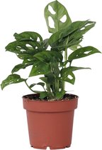 PLANT IN A BOX - Monstera Monkey Mask - plante d'intérieur - pot ⌀12 cm - Hauteur ↕ 20-30 cm