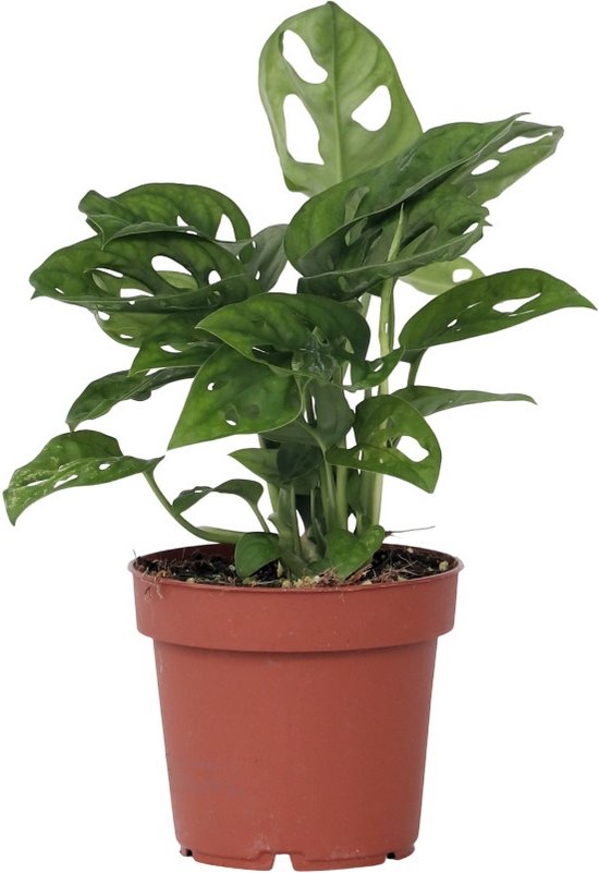 Monstera adansonii