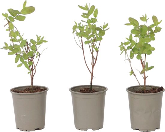 Plant in a Box - Lonicera kamtchatica - Set van 6
