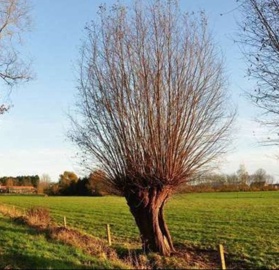 Salix alba - Saule blanc, Saule étêté 8/10 cm de circonférence du tronc - Standard en pot