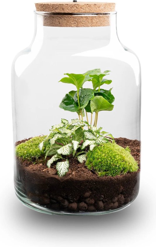 Terrarium en verre avec couvercle en liège à éclairage LED, avec plantes vertes vives et mousse sur terre.