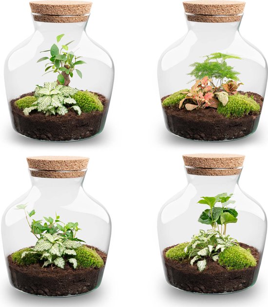 Mini-ecosysteem kopen? Flessentuin terrarium met plant Mini-ecosysteem kopen? Flessentuin terrarium met plant