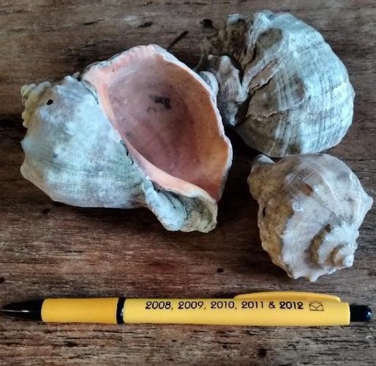 Coquilles d'escargots Oswalt 1kg - Coquilles - Artisanat - Coquilles de Décoration