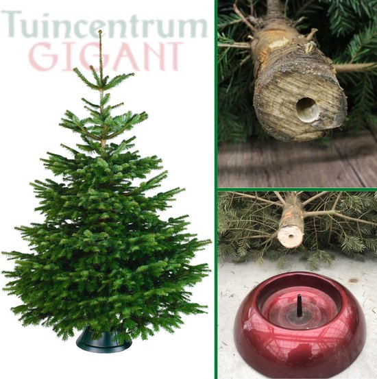 Nordmann Kerstboom 175-200 cm - Inclusief Easyfix Boorgat