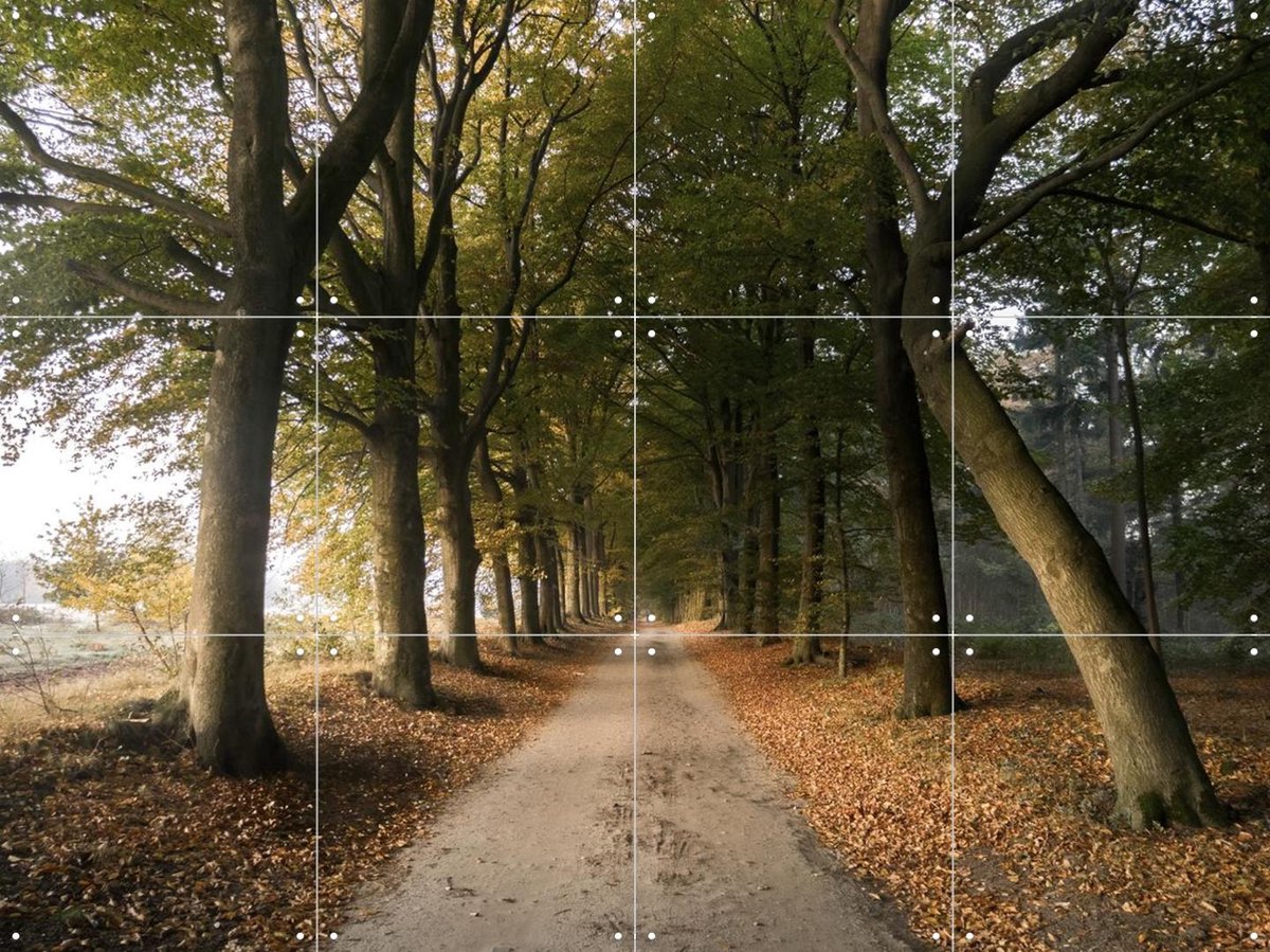 IXXI Autumn Forest Lane, Claire Droppert - 80 x 60 cm - Gratis ophangtool - Grote wanddecoratie en posters - Fotografie, Realisme, Naturalisme