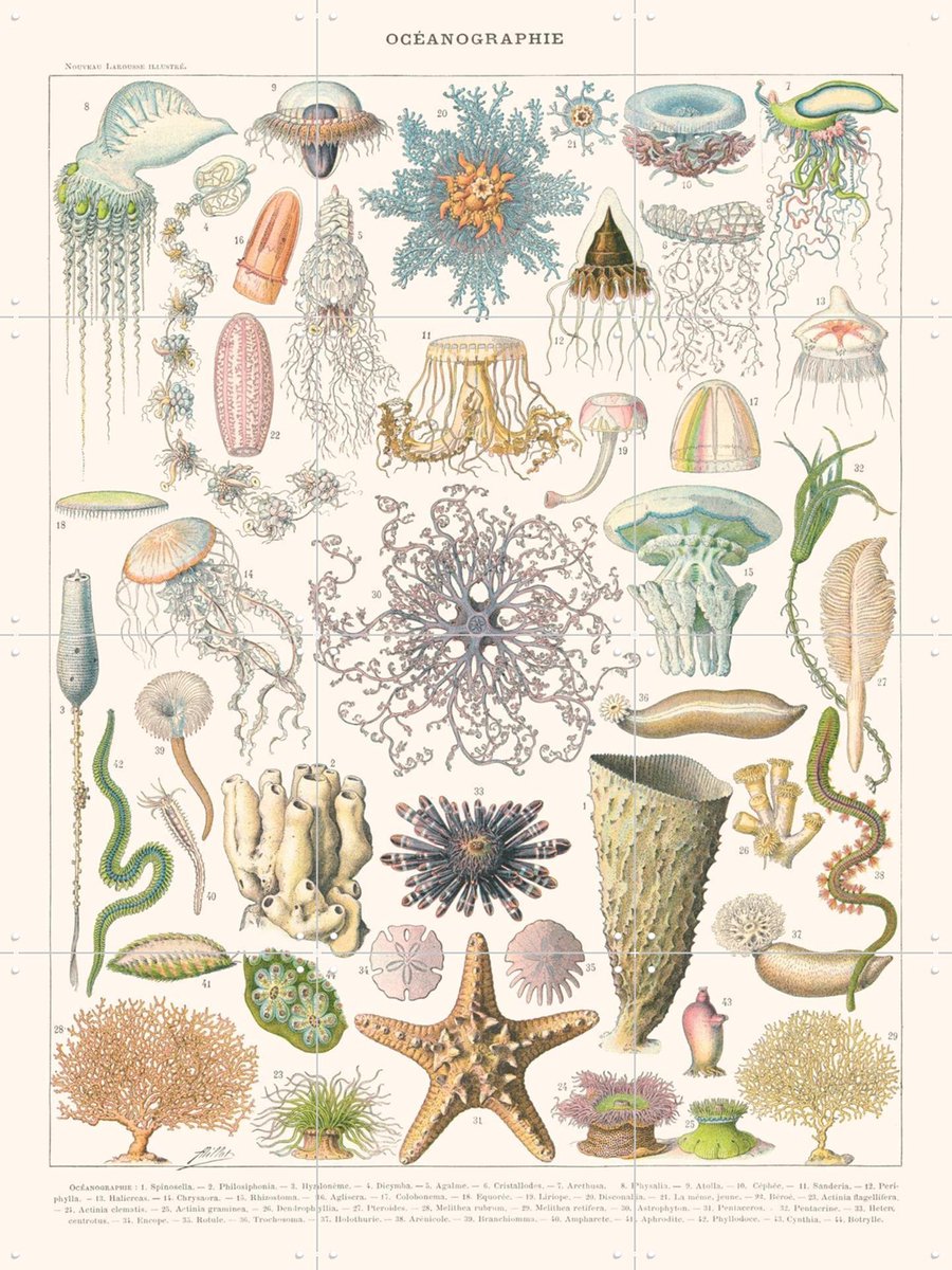 IXXI Oceanographie, Aster Edition - 60 x 80 cm - Gratis ophangtool - Grote wanddecoratie en posters - Vintage, Naturalisme, Illustraties, Woonkamer