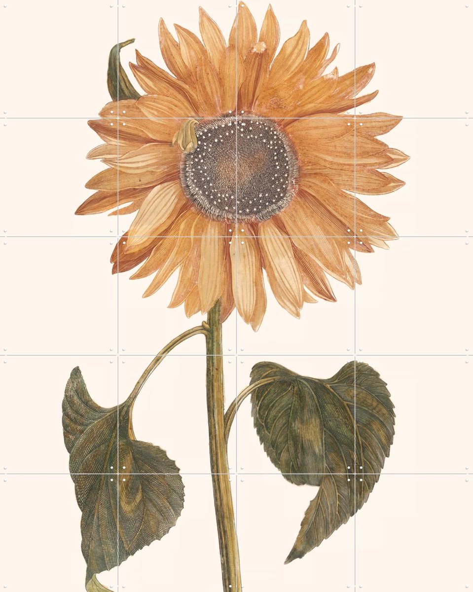 IXXI Tournesol - Zonnebloem, Aster Edition - 80 x 100 cm - Gratis ophangtool - Grote wanddecoratie en posters - Vintage, Illustraties, Kleurrijk
