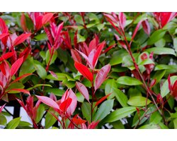 12 stuks Glansmispel | Haagplant | Photinia fraseri 'Red Robin' | Potmaat p9 | Wintergroen